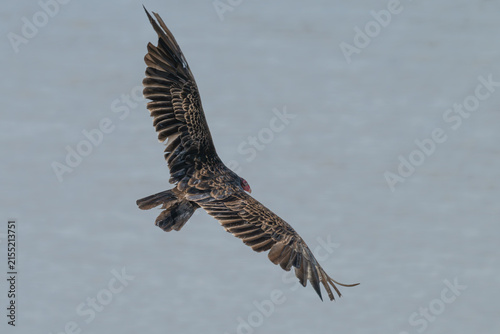 Bild auf Leinwand Turkey vulture in flight over a lake.
