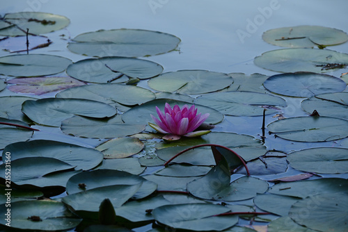 фотографія Pink Water Lily on Calm Pond with Green Lily Pads