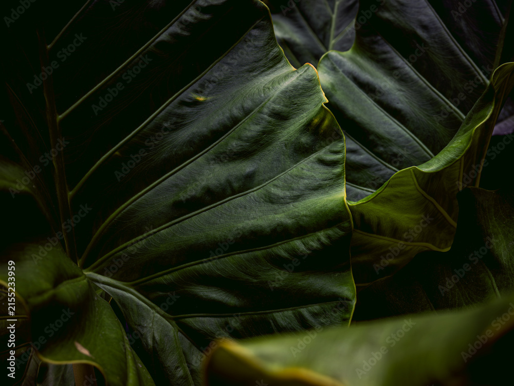 Obraz premium Dark Moody Tropical Leaf Texture with Deep Green Veins, Close-Up Botanical Abstract Background