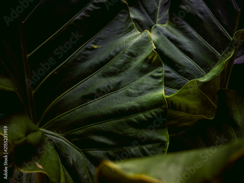 Dark Moody Tropical Leaf Texture with Deep Green Veins, Close-Up Botanical Abstract Background