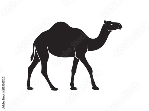 Foto camel on white background