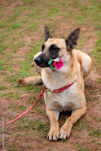 Konstfotografi Tan dog holding a pink rose while lying on the ground