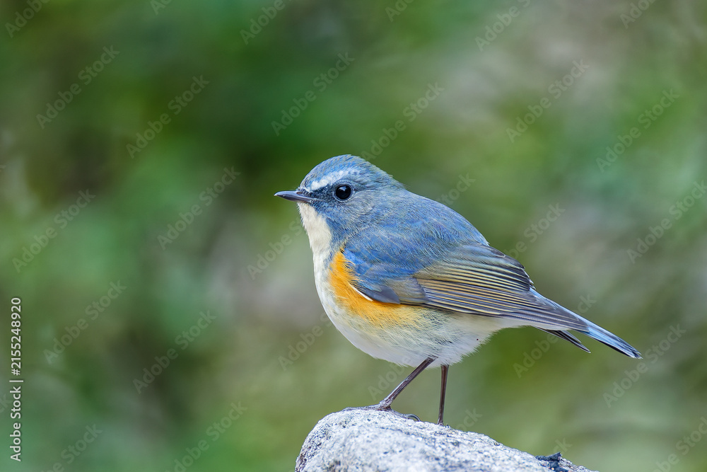 Obraz premium 岩の上で膨羽するルリビタキ(Red-flanked Bluetail) の雄