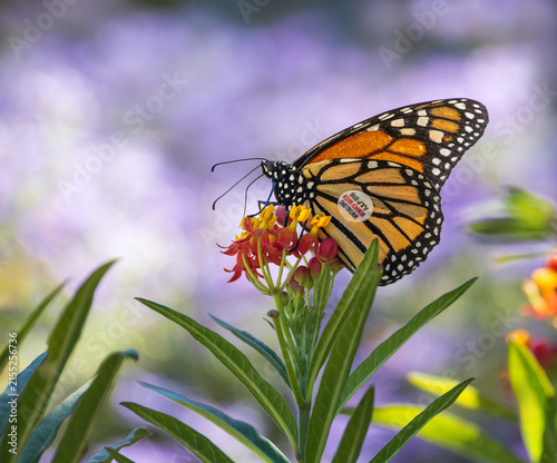 A tagged migrating Monarch butterfly (Danaus plexippus) feeding on Milkweed flowers in Texas in the autumn.