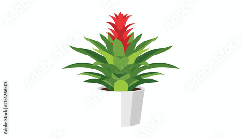 Green bromeliad plant with a vibrant red flower stalk growing in a minimalist white and gray ceramic pot.