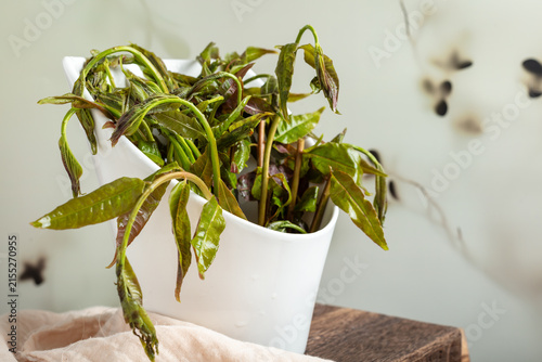 Wilted Green Plant Stems in a White Vase