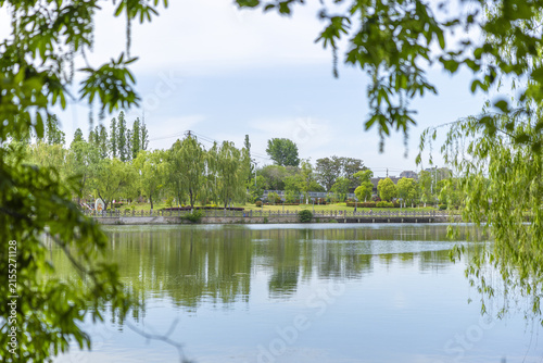 Tranquil Park Lake Framed by Willow Branches