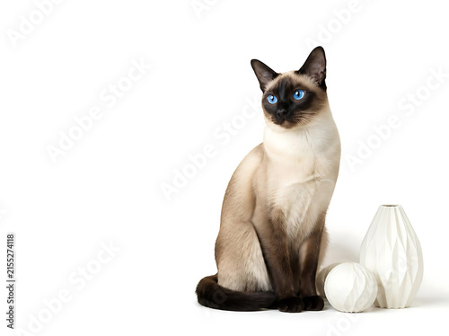 Siamese cat sitting elegantly beside a small cluster of subtle white decorative shapes, cream body with sharply defined dark seal points, brilliant blue eyes, pristine white background