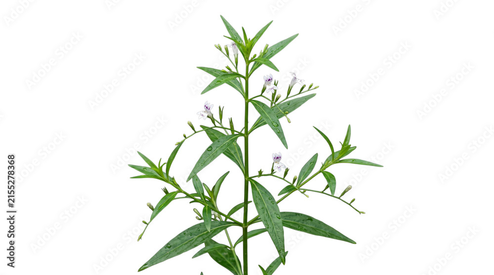 Fototapeta premium Andrographis paniculata plant isolated on transparent background