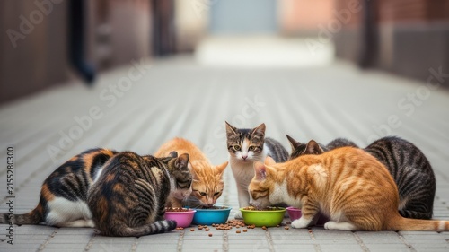 Group of Stray Cats Eating Together Outdoors