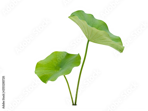 Two fresh green lotus leaves with long stems isolated on transparent background