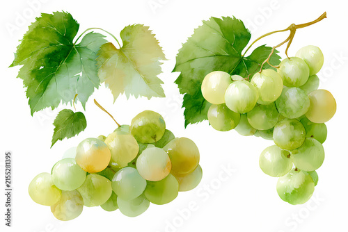 Watercolor of green grapes isolated on white background