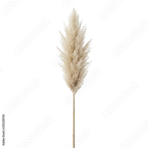 Pampas grass plume elegant dried decorative element for design.