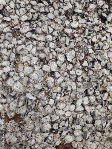 Foto A close-up view of a dark coastal rock surface densely encrusted with small white barnacles and rock oysters