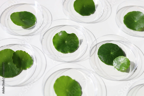 Fotografía Centella asiatica leaves inside lab petri dishes on white background