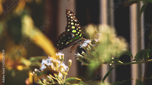Beautiful Tailed Jay butterfly collecting nectar from white wildflowers at sunset.A stunning high-quality close-up wildlife shot of a Tailed Jay butterfly (Graphium agamemnon) 