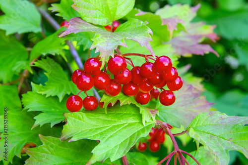 Red viburnum berries on a bush with green leaves. Fresh guelder rose fruit in summer garden. Natural organic harvest and botanical plant concept.