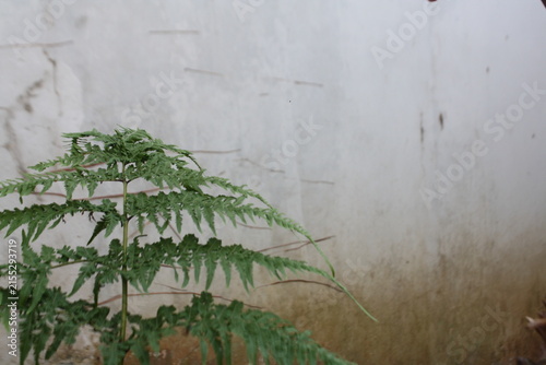 Photography Green fern plant with delicate divided fronds growing beside a weathered wall, c