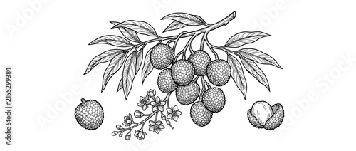 Hand-drawn lychee fruit branch with leaves and flowers
