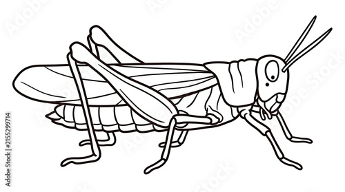Fototapeta grasshopper on a white background