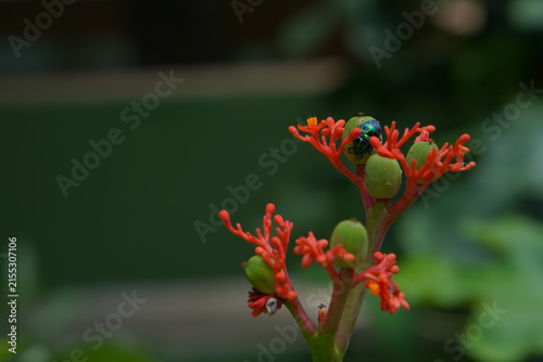 Cuadro en lienzo Macro shot of a shiny metallic green jewel bug resting on bright red Jatropha flowers