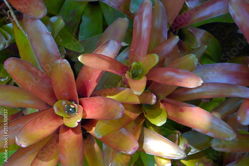 Картината върху платно Close-up of a vibrant red and green bromeliad (Neoregelia) plant in a tropical garden