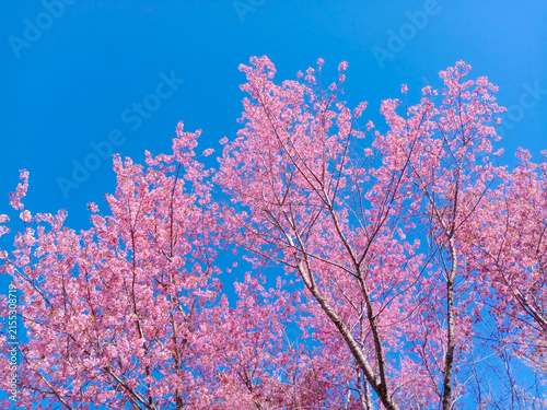 Foto Blooming pink cherry blossoms flowers branch in the blue sky