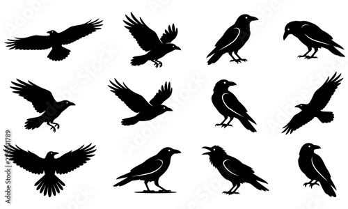 Black crows flying in different poses