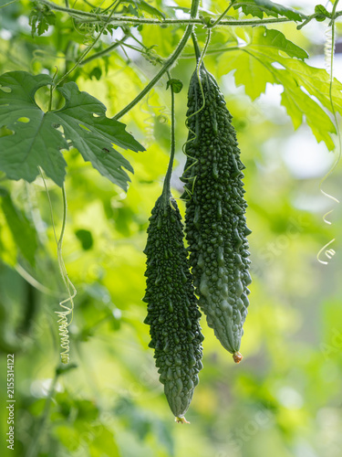 夏の菜園のザウルスゴーヤ
