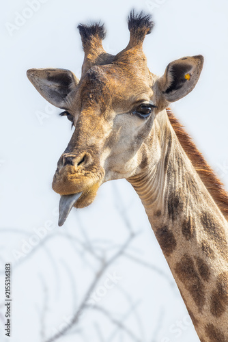 Photography Close-up portrait of a giraffe against the sky