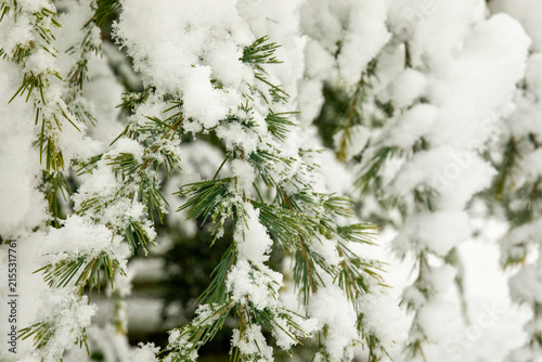Canvastavla Winter. Snow blankets pine trees in serene winter landscape