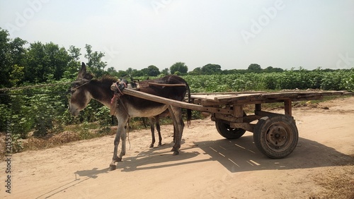 Donkey pulling wooden cart on dirt road in countryside outdoor photo for traditional rural transport and agriculture concept