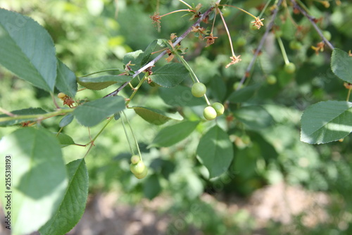 Quadro su tela Unripe green cherry fruits hanging on a tree branch with young fresh leaves in s