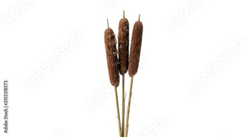 Fotografie Three Cattails on White Background: A simple yet elegant composition featuring three brown cattail seed heads on slender stalks, presented against a clean white backdrop