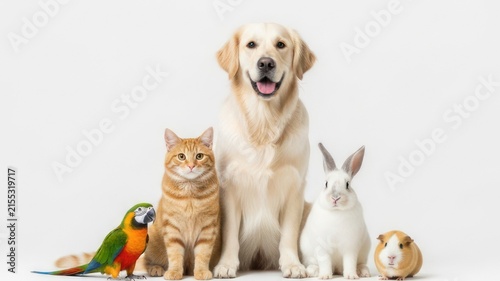 Group of Diverse Pets on White Background