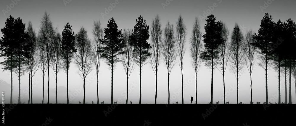 Obraz premium Monochromatic Silhouettes of Diverse Trees Lined Up Against a Misty Horizon with a Solitary Figure