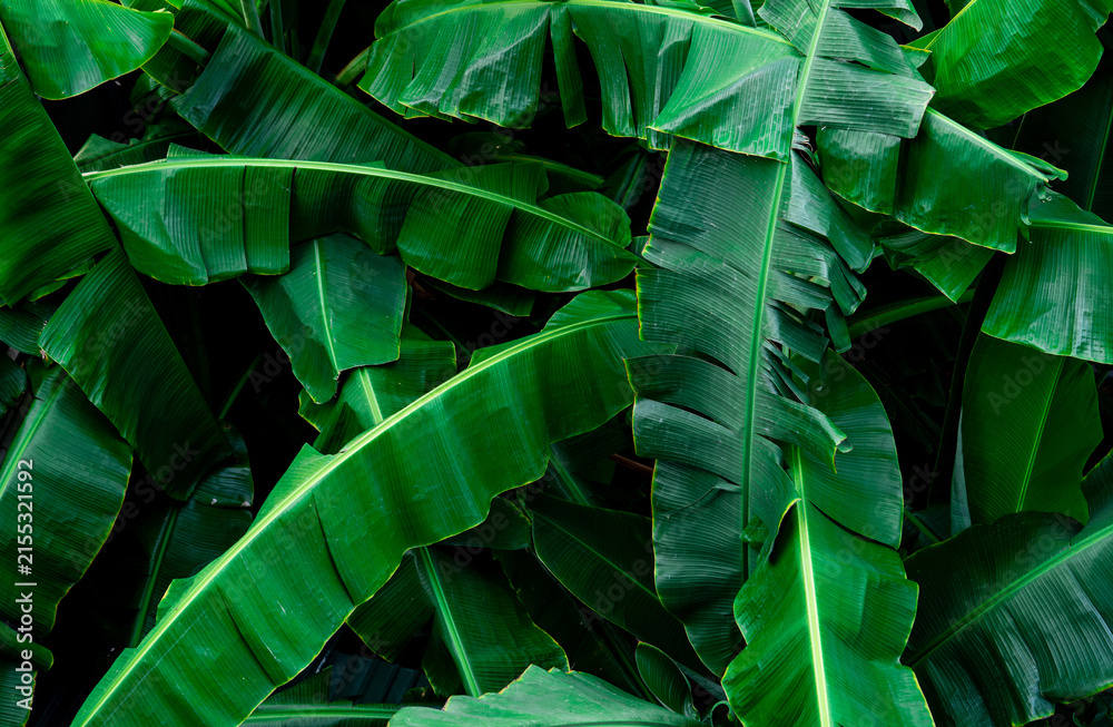 Obraz premium Banana green leaves texture background. Banana leaf in tropical forest. Green leaves with beautiful pattern in tropical jungle. Natural plant in tropic garden. Nature background. Foliage abstract.