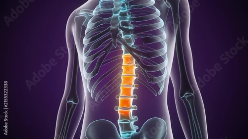 Human spine with highlighted lumbar vertebrae showing pain. 4K Video