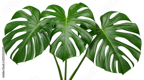 Obraz na plátne Three lush green monstera deliciosa leaves with natural holes, isolated on trans