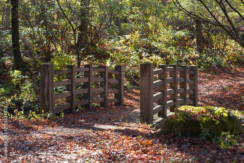 Fototapeta 紅葉の落ち葉で埋め尽くされた小さな橋と秋の森の風景