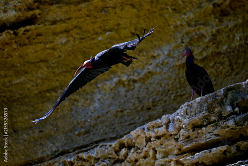 Northern bald ibis at spanish breeding colony // fliegender Waldrapp an spanischer Brutkolonie (Geronticus eremita) - Vejer de la Frontera, Andalusia, Spain