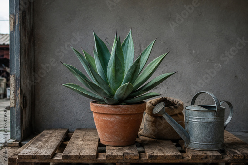 Green agave plant in terracotta pot with steel watering can and burlap sack on wooden pallet, gardening concept