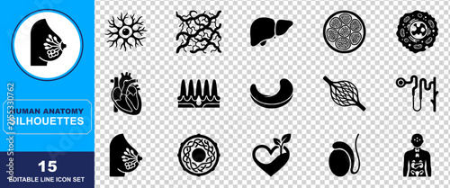 Set of fifteen black human anatomy silhouettes representing various biological organs and body systems for medical education and scientific research and graphic design
