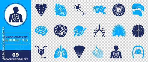 A comprehensive collection of human anatomy icons featuring various internal organs systems and biological structures presented in a clean blue and dark blue style