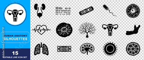 A comprehensive collection of fifteen detailed human anatomy silhouettes and biological icons representing various organs cells and body systems for medical educational design projects