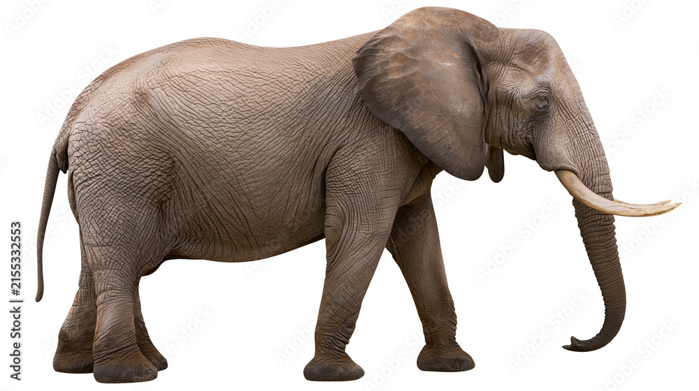 Obraz premium African elephant with large tusks walking, isolated on transparent background