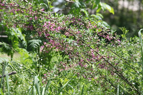 Quadro su tela Pink flowering thorny shrub branches with small green leaves among wild grass an