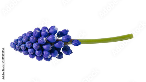 Fotografie Blue grape hyacinth flower cluster with green stem, isolated on transparent back