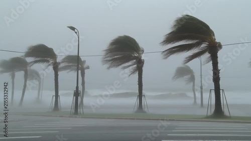 Intense hurricane winds and heavy rain lash palm trees along a coastal road.