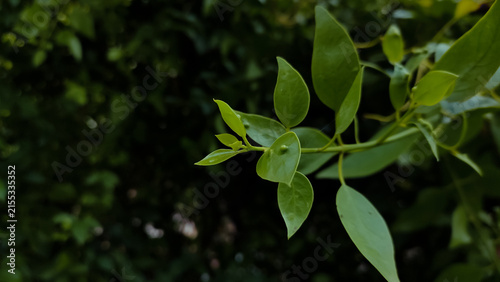 green leaves mangroves tree branch.